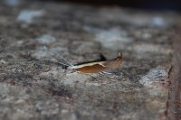 Ypsolopha dentella