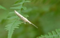 Ypsolopha nemorella