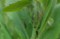 Yponomeuta sedella