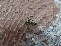 Zeiraphera isertana