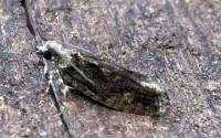 Zeiraphera isertana