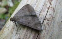 Zanclognatha lunalis