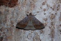 Zanclognatha lunalis
