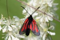 Zygaena osterodensis