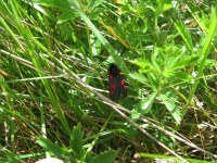 Zygaena trifolii