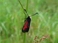 Zygaena trifolii