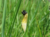 Zygaena trifolii
