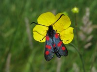 Zygaena trifolii
