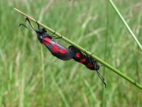 Zygaena trifolii
