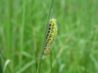 Zygaena trifolii