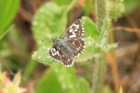 Pyrgus malvae