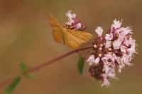 Idaea ochrata