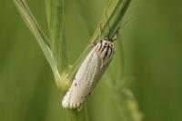 Spiris striata