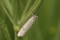 Spiris striata