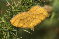 Camptogramma bilineata