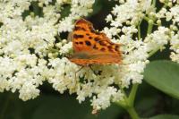 Polygonia c-album