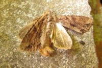 Lacanobia thalassina