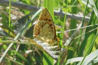 Fabriciana adippe