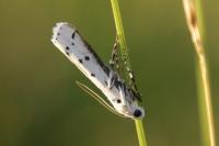 Myelois circumvoluta
