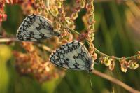 Melanargia galathea