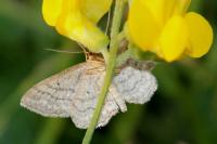 Idaea macilentaria