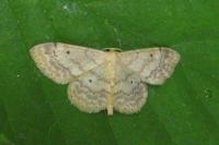 Idaea biselata
