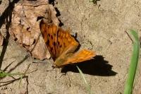 Polygonia c-album