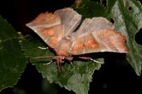 Scoliopteryx libatrix