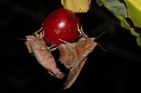 Scoliopteryx libatrix
