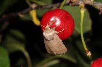 Hoplodrina ambigua