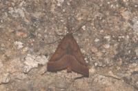 Synaphe punctalis