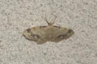 Idaea trigeminata