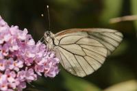 Aporia crataegi