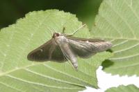 Cydalima perspectalis