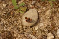 Lycaena phlaeas