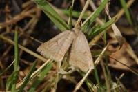 Zanclognatha lunalis