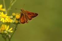 Ochlodes sylvanus