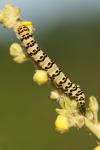 Cucullia lychnitis