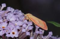 Miltochrista miniata