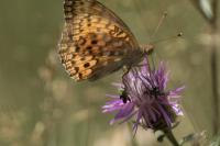Speyeria aglaja