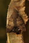 Macroglossum stellatarum