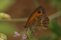 Pyronia tithonus