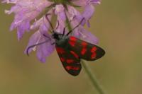 Zygaena filipendulae