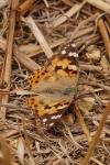 Vanessa cardui