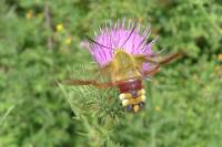 Hemaris fuciformis