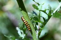 Tyria jacobaeae