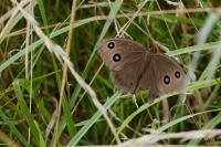 Minois dryas