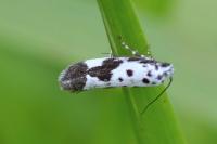 Ethmia quadrillella