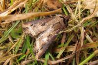 Agrotis ipsilon