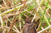 Agrotis ipsilon